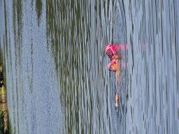 Mainschwimmen Juni 2026